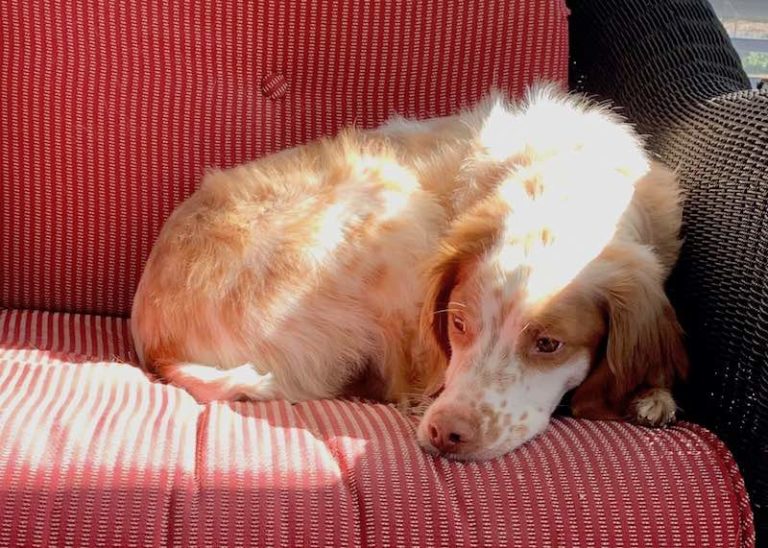 Reducing separation anxiety after COVID-19