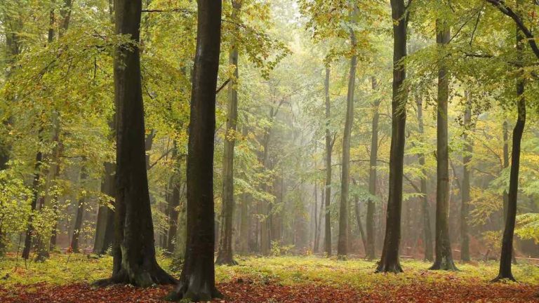 4 mindfulness practices that we need right now