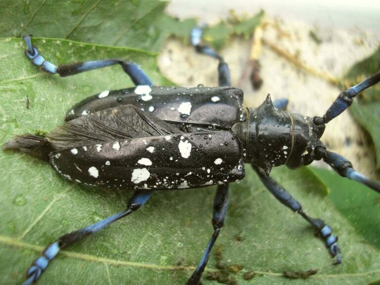 Fairfax County foresters on lookout for destructive insect