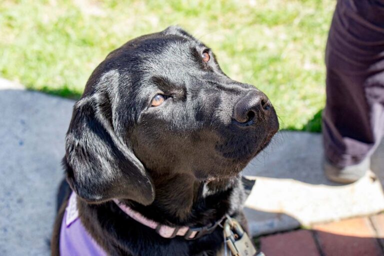 Great Falls family planning virtual event to benefit Canine Companions for Independence