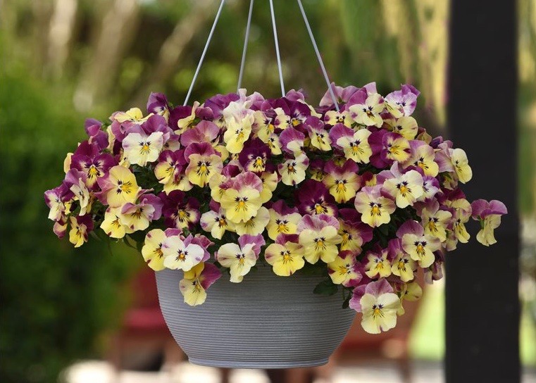 Get growing this fall gardening season