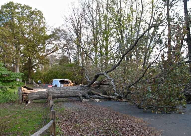 Old Forestville Schoolhouse loses two ancient trees over three days