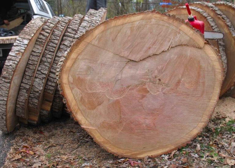 Fallen white oak tree at Old Forestville Schoolhouse – an update