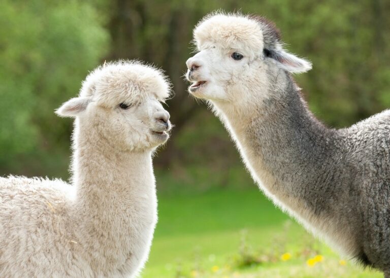 Great Falls business brings alpacas to your door