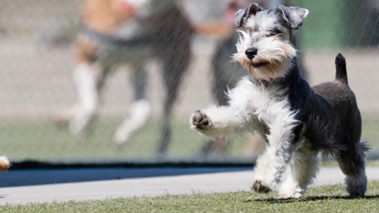 Park Authority seeks input on dog park study draft report
