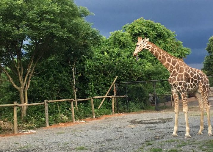 Roer’s Zoofari is reopened following fire at the facility