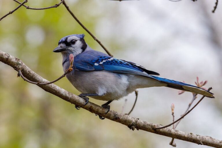 Increase in sick and dying birds across Northern Virginia