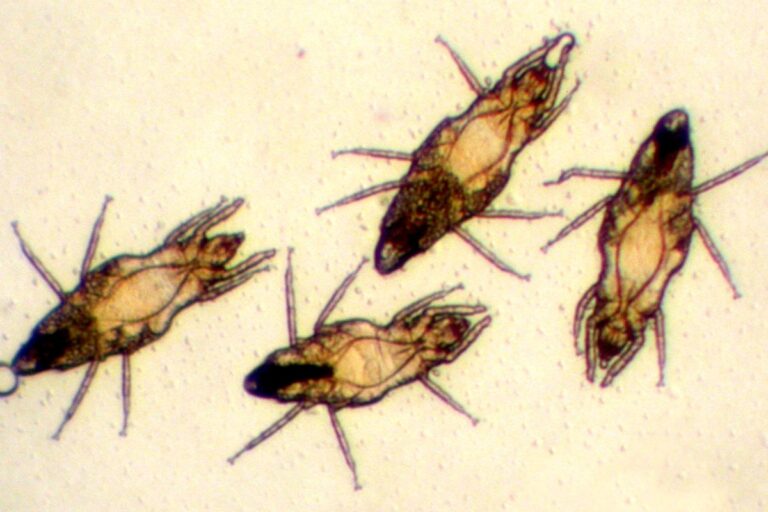 Source of mysterious bug bites still unconfirmed, Fairfax County health experts say