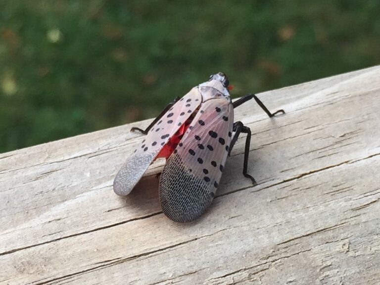 Beware of and be on the lookout for the Spotted Lanternfly and Tree of Heaven