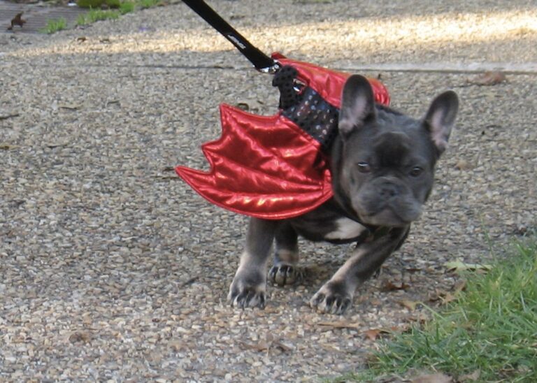 2021 Great Falls Pet Parade and Costume Contest