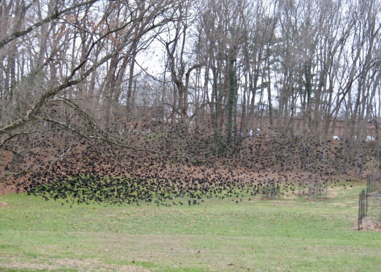 We Got Birds!