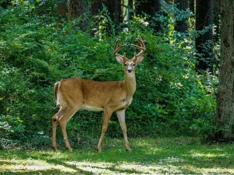 Impact of White-Tailed Deer on Northern Virginia’s Forests