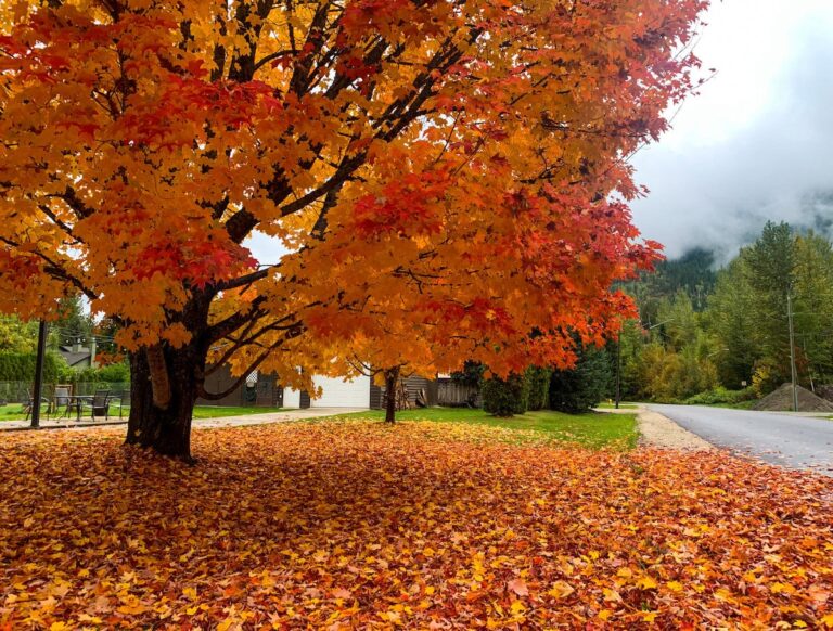 Development and the effort to save trees in Great Falls and McLean