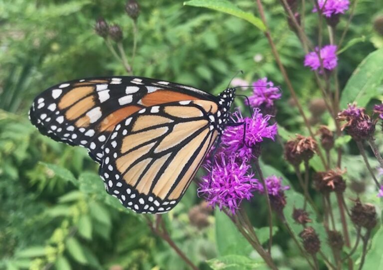 ￼Great Falls Garden Club sponsors youth pollinator garden grant