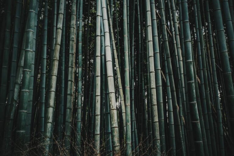 ￼Bamboo Ordinance Public Hearing