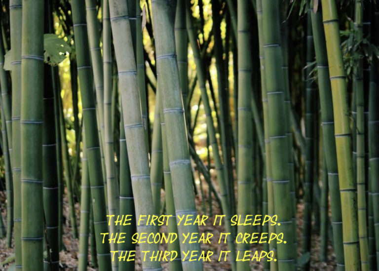 Fines for failing to contain bamboo starting next year