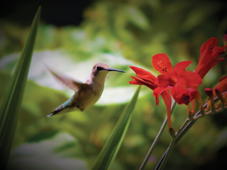 ￼Simple tips to attract hummingbirds to your yard