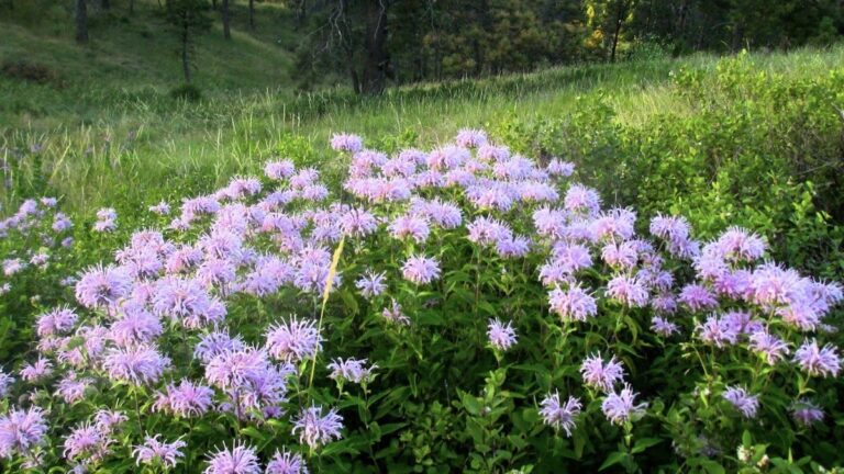 Great Falls Garden Club grant winner announced