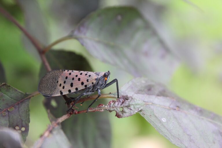 ￼Invasive insect species poses threat to Fairfax County
