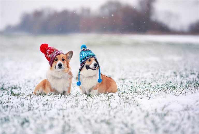 5 crazy pet accidents of 2022 and how to safeguard your pet in the New Year